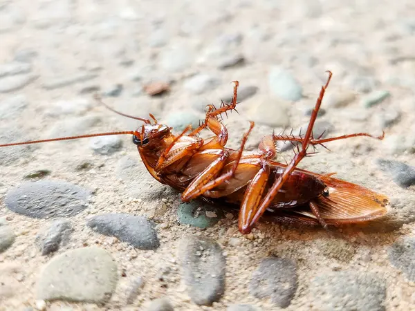 Yerde ölü bir hamamböceği