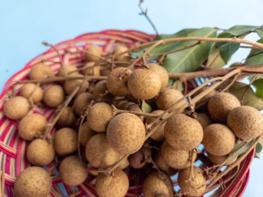 Açık mavi bir arka planda izole edilmiş bir rattan sepetinde bir demet longan meyvesi (Dimocarpus longan)