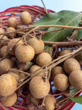 Açık mavi bir arka planda izole edilmiş bir rattan sepetinde bir demet longan meyvesi (Dimocarpus longan)