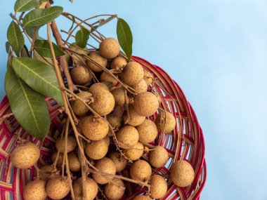 Açık mavi bir arka planda izole edilmiş bir rattan sepetinde bir demet longan meyvesi (Dimocarpus longan)
