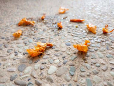 Arta kalan karides kabukları yere saçılmış.