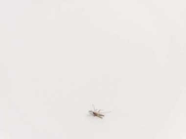 Beyaz arka planda izole edilmiş ölü bir Culex quinquefasciatus sivrisineği.