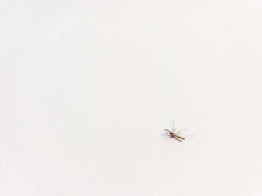 Beyaz arka planda izole edilmiş ölü bir Culex quinquefasciatus sivrisineği.