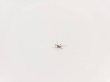 Beyaz arka planda izole edilmiş ölü bir Culex quinquefasciatus sivrisineği.