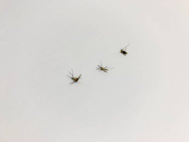 Birkaç ölü Culex quinquefasciatus sivrisineği. Beyaz arkaplanda izole.