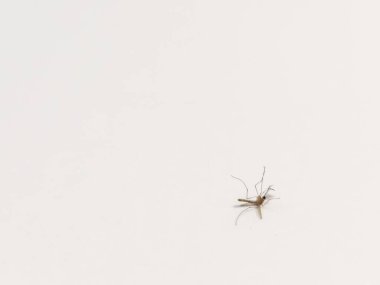 Beyaz arka planda izole edilmiş ölü bir Culex quinquefasciatus sivrisineği.