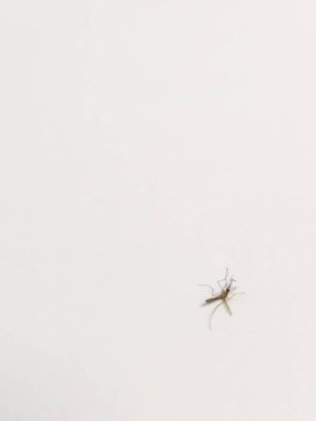 Beyaz arka planda izole edilmiş ölü bir Culex quinquefasciatus sivrisineği.