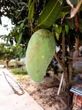 Yakından çekilmiş bir fotoğrafta ağaç dalından sarkıtılmış canlı yeşil bir mango meyvesi görülüyor. Meyve, ince noktalı dokulu bir deri sergiliyor. Bu da olgunluğunu gösteriyor. Görüntü yemyeşil bir yeşillik, çimenlik bir çimenlik ve bez üzerine kuruludur.
