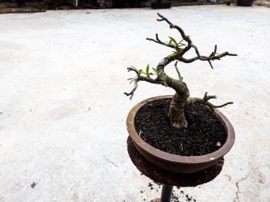 Kahverengi seramik bir tencerede, paslı metal bir standın üzerine yerleştirilmiş güzel bir bonsai ağacı. Ağacın bükülmüş bir gövdesi ve desenli gri beton bir yüzeye dayanan küçük yeşil yapraklı dalları vardır. Görüntü, karmaşık detaylara odaklanmış iyi ışıklandırılmış.
