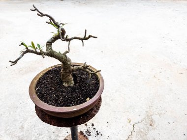 Bir bonsai ağacı eskimiş bir standın üzerine yerleştirilmiş kahverengi bir seramik kapta saksıya konur. Ağacın dalları birkaç yeşil yaprakla kaplı ve gövdesi buruşuk bir doku gösteriyor. Arka plan düz bir beton yüzey..