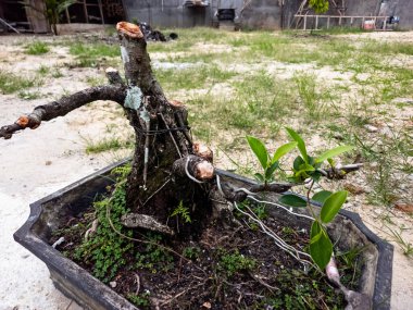 Bonsai ağacı dikdörtgen bir tencerede gösterilir, gövdesi ve dalları sergilenir. Ağacın dallarından yeni yeşil yapraklar çıkıyor. Yıpranmış gövde ağacın yaşını ve tarihini gösteriyor. Fotoğraf dışarıda, bulanık bir arka tarafla çekiliyor.