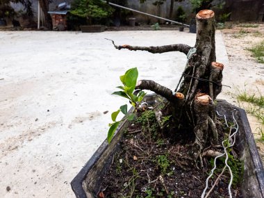 Dikdörtgen bir tencerede bonsai ağacının yakın çekimi. Ağacın desenli bir gövdesi ve taze yeşil yapraklı dalları vardır. Tencere toprak ve küçük bitkilerle dolu. Arka planda beton bir yüzey ve biraz yeşillik var. Tulum