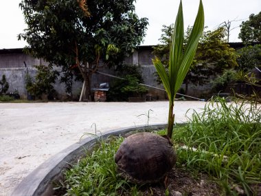 Bahçedeki olgun hindistan cevizinden filizlenen genç bir hindistan cevizi palmiyesi. Görüntü ön plandaki hindistan cevizini canlı yeşil çimlerle gösteriyor. Arka planda, beton bir duvar, ağaçlar ve gökyüzü var. Sahne parlak ve doğayı yansıtıyor.