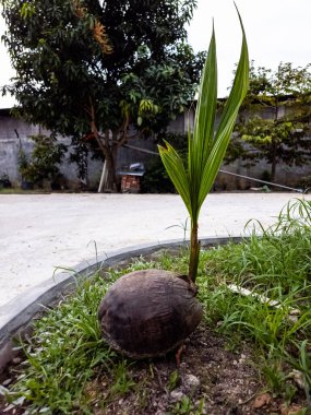 Olgun bir hindistan cevizi ağacından büyüyen genç bir hindistan cevizi ağacının yakın çekimi. Görüntü bitkinin yaşam döngüsünün ilk evrelerini gösteriyor. Hindistan cevizi yeşil çimenler ve toprakla çevrilidir. Arka planda diğer bitkiler ve beton bir yol yer alıyor.