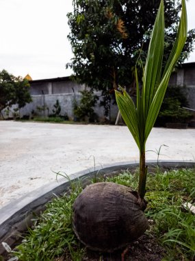 Bahçe ortamında kabuğundan filizlenen genç bir hindistan cevizi bitkisinin yakın plan çekimi. Görüntü, koyu kahverengi hindistan cevizi kabuğuyla çelişen taze yeşil yaprakları vurgular. Arkaplan, beton bir alanın bulanık bir görünümünü gösteriyor ve