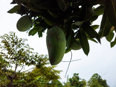 Tepeden çekilen bir fotoğraf, canlı yeşil yapraklarla çevrili bir ağaç dalından sarkan yeşil mangoları yakalar. Görüntü tropikal meyvelerin doğal güzelliğini ve çevresini gözler önüne seriyor. Bileşim doğal ışık ve sığ bir alan derinliği kullanır.,