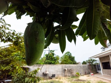 Mango ağacının dalından sarkan canlı yeşil bir mango meyvesini gösteren yakın plan bir fotoğraf. Fotoğraf, meyvenin dokusunu ve etrafındaki yaprakları vurgulayarak doğal ışık altında çekilmiştir. Arkaplanda bir sakininin bulanık görüntüsü var