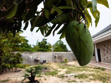 Yeşil bir mango meyvesinin, yemyeşil yapraklarla çevrili bir ağaç dalından sarkan yakın çekimi. Arka planda beton bir duvar, küçük bir bonsai ağacı ve bir ev var. Görüntü, tropikal bir bahçenin doğal güzelliğini yakalar.