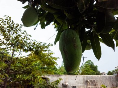 Ağaçtan sarkan iki yeşil mangoyu gösteren yakın plan bir fotoğraf. Resim, diğer ağaçların ve bir duvarın yumuşak odaklı arka planıyla meyve ve yaprakların doğal güzelliğini yakalar. Ana konu mangolar, özellikle de...