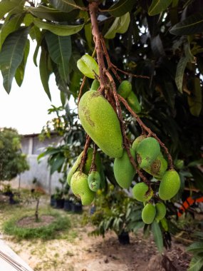 Mango ağacının genç ve yeşil mangolarla dolu bir dalını gösteren yakın plan bir fotoğraf. Meyveler gelişimin çeşitli aşamalarındadır. Görüntü, meyvenin derisinin, etrafındaki yaprakların ve açık havanın detaylarını yakalar.