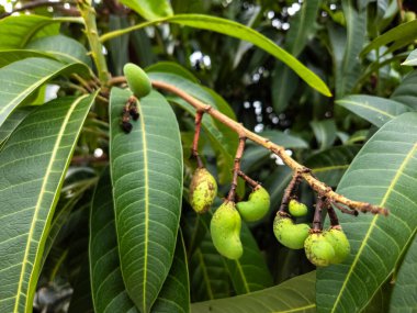 Birkaç gelişmekte olan yeşil mangoyu gösteren bir mango dalının yakın çekimi. Görüntü olgunlaşmamış meyvelerin taze, canlı yeşil rengini ve yaprakların detaylı dokusunu vurguluyor. Kompozisyon doğal güzelliği ve zenciyi vurguluyor.