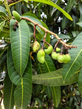 Bu yakın plan fotoğraf küçük, olgunlaşmamış yeşil mangolarla dolu bir mango dalını yakalıyor. Görüntü, yaprakların detaylı dokusunu ve gelişmekte olan meyveleri bulanık bir yeşillik zeminine karşı sergiliyor. Kompozisyon doğallığı vurguluyor.