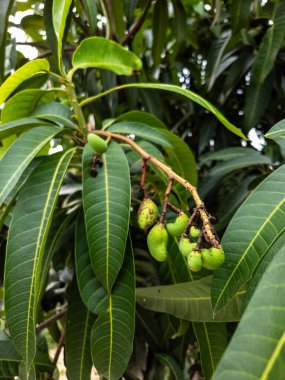 Küçük, olgunlaşmamış yeşil mangolarla dolu bir mango dalını gösteren yakın plan bir fotoğraf. Mangoların etrafını saran yemyeşil yapraklar ve yapraklarda görünen damarlar. Görüntü, bitkinin doğal güzelliğini vurguluyor. Yumuşak bir odak noktası var.