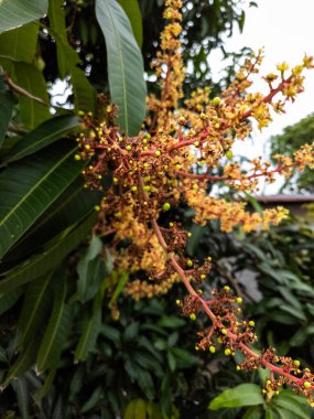Detaylı bir yakın çekim, canlı sarı ve kırmızımsı çiçekler sergilenen ve küçük mango meyveleri gelişen bir mango ağacını yakalar. Görüntü doğanın güzelliğini ve mango sezonunun başlangıcını vurgular. Kompozisyon iyi aydınlatılmış, sh