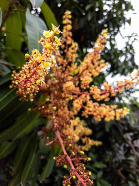 Çiçek açmış bir mango ağacının canlı yakın plan fotoğrafı narin çiçekleri ve ortaya çıkan küçük meyveleri gösteriyor. Görüntü, çiçeklerin karmaşık detaylarını yemyeşil yaprakların arka planına vurguluyor, baharın özünü yakalıyor.
