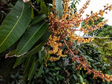 Yakından çekilmiş bir fotoğraf, yemyeşil yaprakları ve sarı çiçekleri olan bir mango ağacının dalını gösteriyor. Görüntü, detaylı dokular ve canlı renklerle doğanın güzelliğini yakalar. Küçük, gelişmekte olan mango meyveleri, ağacın p 'sini gösteriyor.
