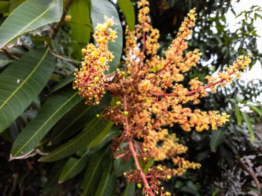 Mango ağacının çiçek açtığına dair canlı bir yakın plan fotoğrafı. Görüntüde narin sarı çiçekler ve küçük yeşil mango meyveleri sergileniyor. Parlak güneş ışığı çiçekleri ve yaprakları aydınlatarak taze ve doğal bir estetik yaratır. Bileşik.