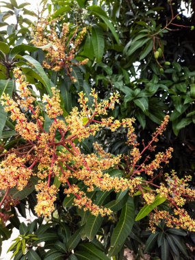 Çok güzel bir görüntü, canlı sarı ve turuncu çiçeklerle kaplı dallarını yakından gören, tam çiçeklenmiş bir mango ağacını gösteriyor. Görüntü baharın ya da yazın özünü yakalıyor, yemyeşil yeşillikleri vurguluyor ve fut vaatlerini.
