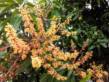 Ayrıntılı bir fotoğraf tam çiçeklenmiş bir mango ağacının güzelliğini yakalar. Dallar, koyu yeşil yapraklarla tezat oluşturan narin sarı çiçek kümeleriyle dolu. Bazı küçük, gelişmekte olan mangolar da görülebilir. Resim n 'yi vurguluyor.