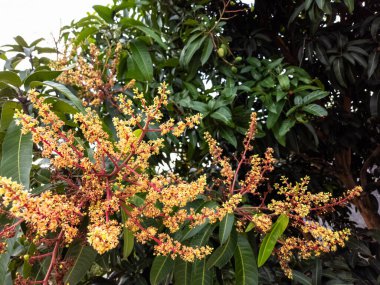 Çiçek açmış bir mango ağacının narin güzelliğini gösteren yakın çekim. Görüntü, yemyeşil yapraklarla tezat oluşturan kırmızı saplı küçük sarı çiçek kümelerini vurguluyor. Bu, baharın, büyümenin ve sözün özünü yakalar.