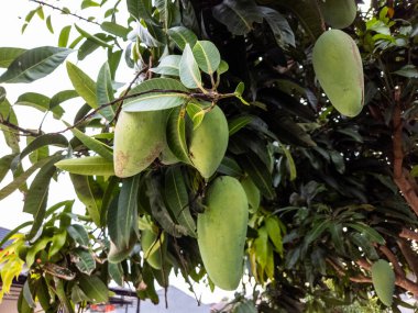Dallarından sarkan birkaç yeşil mangolu bir mango ağacının yakın çekimi. Yapraklar gür ve yeşildir ve güneş ışığı parlak, doğal bir atmosfer yaratır. Görüntü gayet iyi hazırlanmış, meyveyi doğal ortamında gösteriyor, ideal. 