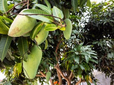 Yeşil mangolarla dolu bir mango ağacını yakından çek. Meyveler gelişimin çeşitli aşamalarında, bazıları hafif bir renk değişimi gösteriyor. Verimli yeşil yapraklar canlı bir arka plan sağlar. Görüntü, doğanın bereketini ve güzelliğini yakalar.