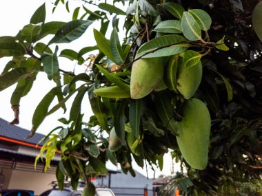 Dallarından sarkan yeşil yapraklarla çevrili birkaç yeşil mangolu bir mango ağacının yakın görüntüsü. Görüntü, arka planda açık bir gökyüzü olan meyve ve ağacın doğal güzelliğini yakalar. Odak noktası tazeliği.