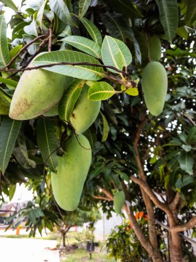 Dallarından sarkan birkaç yeşil mangolu bir mango ağacının yakın çekimi. Görüntü yaprakların yemyeşil ve olgunlaşmamış meyvelerin canlı rengini yakalıyor. Mango ve yaprakların detaylarına ve dokusuna odaklanıyoruz.