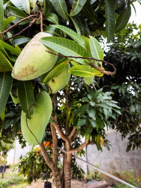 Dallarından sarkan birkaç yeşil mangolu bir mango ağacının yakın plan görüntüsü. Mangolar gelişimin çeşitli aşamalarında ve bazı olgunlaşma belirtileri gösteriyor. Yapraklar canlı bir yeşildir ve güneş ışığı taze ve doğal bir...