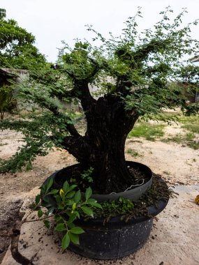 Kalın, koyu gövdeli ve narin yeşil yapraklı güzel bir bonsai ağacı büyük, siyah bir dekoratif kapta sergilenir. Ağaç doğal bir zemin ile dışarıda konumlandırılmıştır. Görüntü ağacın estetik çekiciliğini vurguluyor, gösteriler için mükemmel.