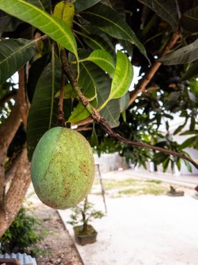Bu yakın çekim ağaç dalından sarkan yeşil bir mango meyvesi gösteriyor. Görüntü, meyvenin dokusunu ve rengini yakalayarak kusurlarını ve doğal güzelliklerini vurgular. Arka planda bulanık bir açık hava ortamı var, yeşillik de dahil.