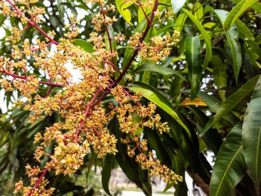 Bu fotoğraf, çiçek açmış bir mango ağacının yakın plan görüntülerini sergiliyor. Çiçekler, yemyeşil yapraklardan oluşan bir zemin üzerinde toplanıyor. Görüntü, ağacın çiçek açan sahnesinin doğal güzelliğini vurguluyor.