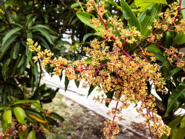 Çiçek açmış bir mango ağacını gösteren detaylı bir fotoğraf. Görüntü, dallarda toplanan sarı çiçeklerin karmaşık detaylarını yeşil yaprakların yanında yakalıyor. Işıklandırma dokuları ve renkleri vurgular, canlı bir sce oluşturur