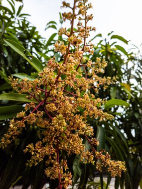 Çiçek açmış bir mango ağacını gösteren yakın plan bir fotoğraf. Görüntü dallarda toplanmış narin sarı çiçekleri canlı bir şekilde gösteriyor. Kompozisyon, yemyeşil bir arkaplan ile çiçeklerin karmaşık detaylarını vurguluyor.