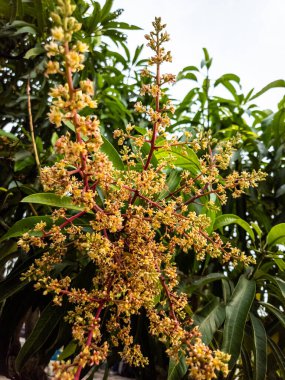 Canlı bir yakın çekim, narin mango ağacının çiçeklerini tam çiçekle sergiliyor. Resim, çiçeklerin sarı ve kırmızımsı renkleriyle, yemyeşil yapraklar ve parlak bir gökyüzü üzerine kurulmuş karmaşık ayrıntılarını vurguluyor. Bu fotoğraf...