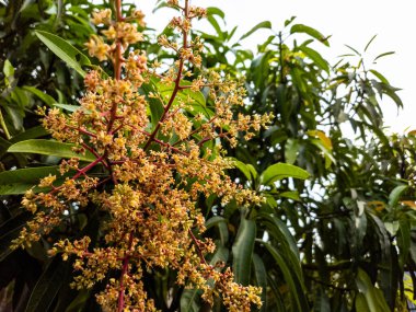 Canlı bir görüntü, çiçek açmış bir mango ağacını gösteriyor. Fotoğraf, yemyeşil yapraklara karşı gelişimin çeşitli aşamalarındaki narin çiçeklere odaklanıyor. Kompozisyon, çiçek açan dalların doğal güzelliğini vurguluyor.