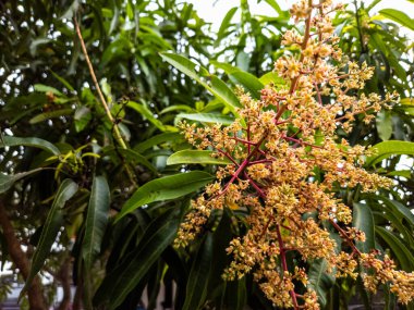 Yakından çekilen bir fotoğrafta, yemyeşil yapraklardan oluşan bir zemin üzerinde bir mango ağacının narin çiçekleri sergileniyor. Görüntü, çiçeklerin ince taç yaprakları ve canlı renkleriyle karışık detaylarını yakalıyor. Kompozisyon doğal güzelliği vurguluyor.