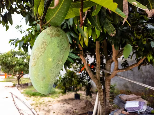 Mango ağacının dalından sarkan büyük, yeşil bir mango meyvesinin yakın çekimi. Meyve kısmen gölgelenmiş ve bazı doğal işaretler gösteriyor. Arkaplanda ağacın yaprakları, diğer mango ağaçları ve bir avlunun görüntüsü var. Görüntünün... 