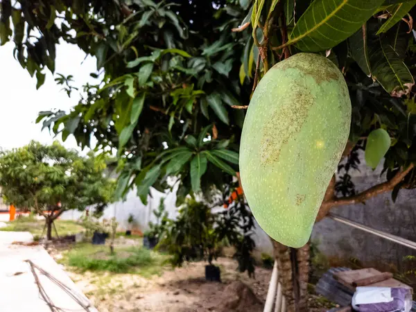 Yakından çekilen bir fotoğrafta büyük, olgunlaşmamış yeşil bir mango bir ağaç dalına asılmış. Mango benekli desenli bir yüzey sergiler. Arka planda yemyeşil yapraklar, diğer ağaçlar ve bir bahçe manzarası yer alıyor. Görüntü o hissi taşır.