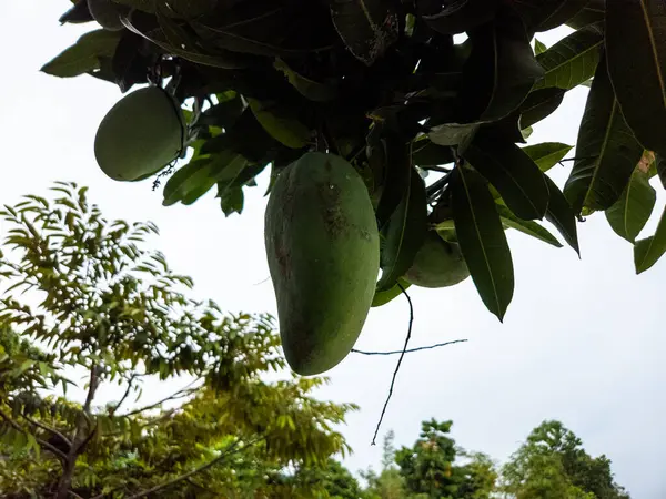Tepeden çekilen bir fotoğraf, canlı yeşil yapraklarla çevrili bir ağaç dalından sarkan yeşil mangoları yakalar. Görüntü tropikal meyvelerin doğal güzelliğini ve çevresini gözler önüne seriyor. Bileşim doğal ışık ve sığ bir alan derinliği kullanır.,